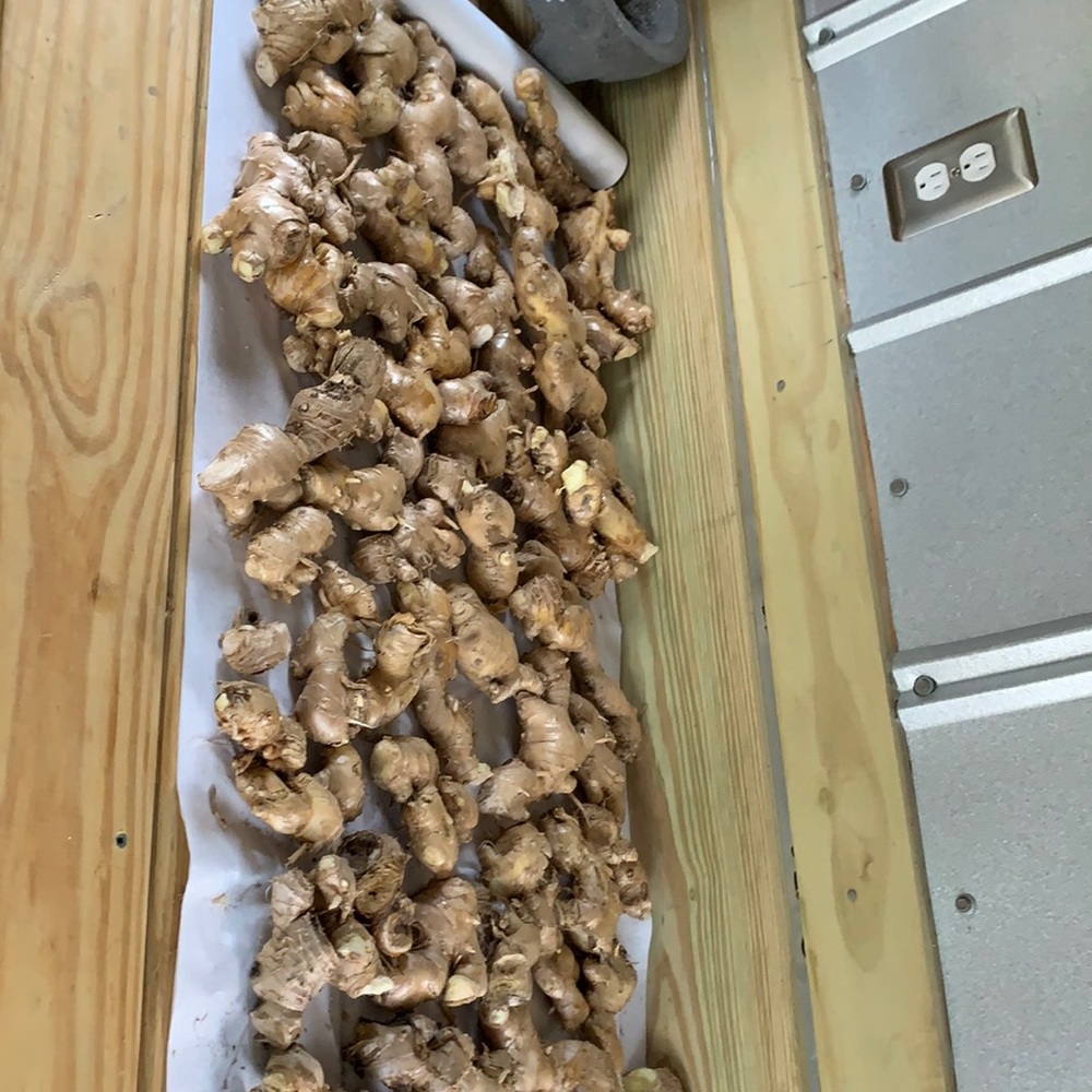4 Ginger roots $9.